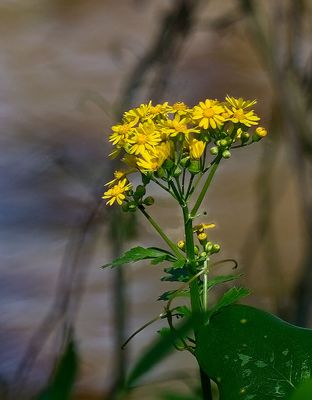 Annual Broomweed