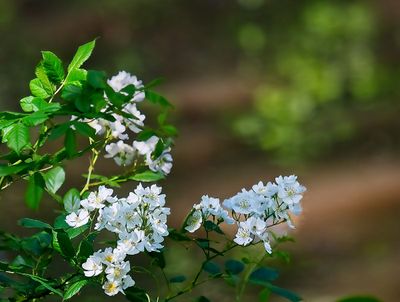 Climbing Prairie Rose