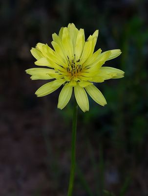 Camphorweed