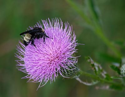 Field Thistle