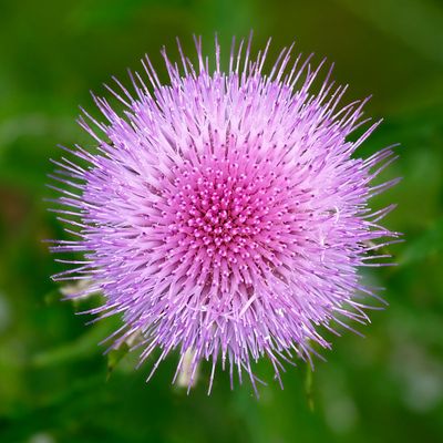 Field Thistle