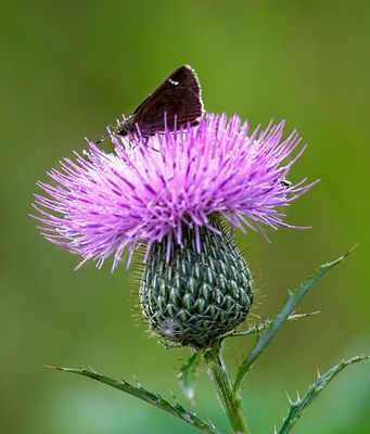 Field Thistle