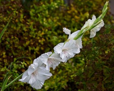 Gladiola