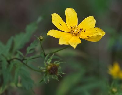Engelmann's Daisy