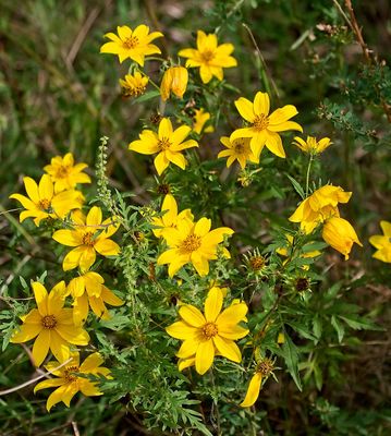 Engelmann's Daisy