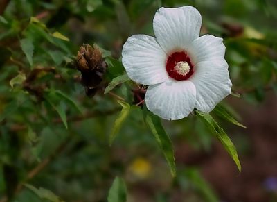 Mallow Family