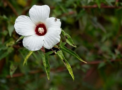 Halberd-leaf Rosemallow