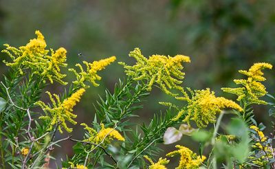 Showy Goldenrod