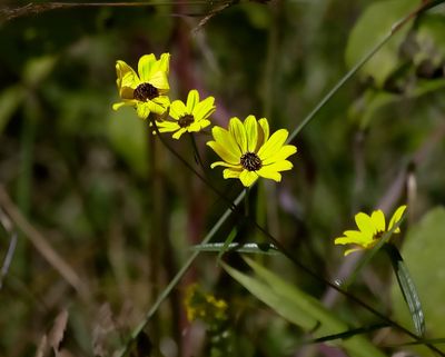 Swamp Sunflower