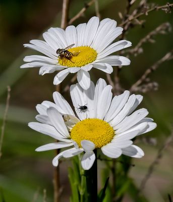 Oxeye Daisy