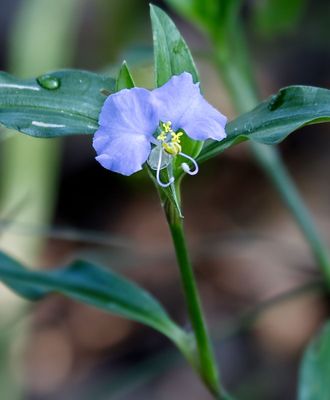 Erect Dayflower