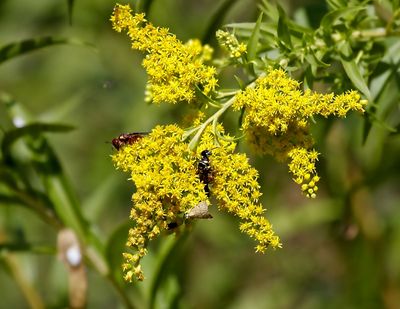 Showy Goldenrod