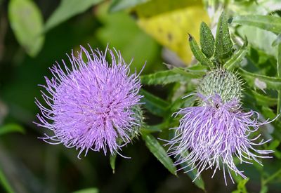 Field thistle