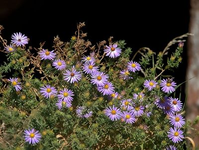 Tahoka Daisy