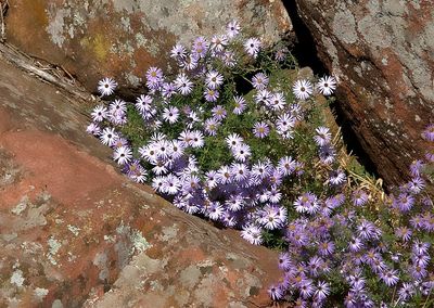 Tahoka Daisy