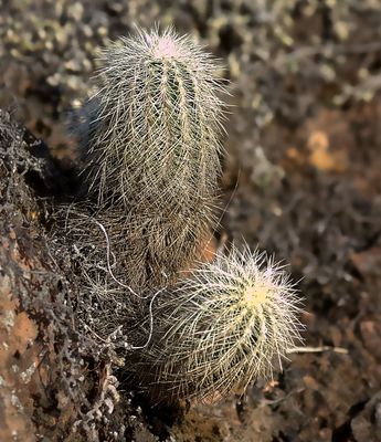 Lace Cactus