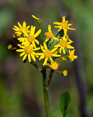 Butterweed