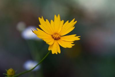 Lanceleaf Coreopsis