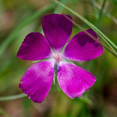 Palmleaf Poppymallow