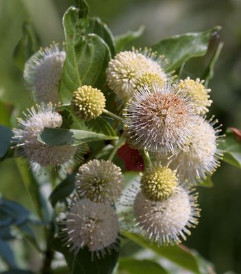 Common Buttonbush