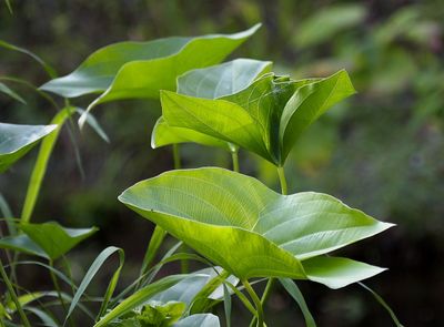 Aquatic Flowering Plants