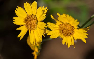 Golden Crownbeard