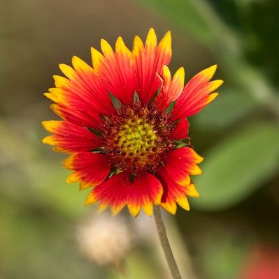 Great Blanketflower