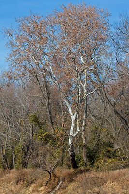 River Birch