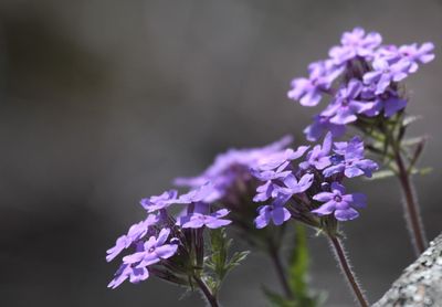 Prairie Verbena