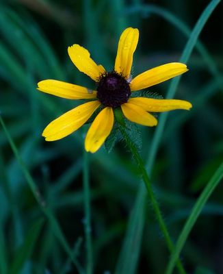 Orange Coneflower
