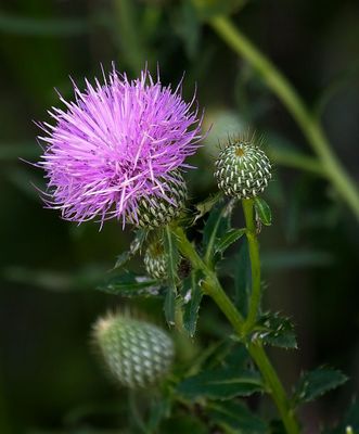 Wavyleafed Thistle