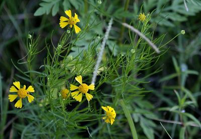 Bitter Sneezeweed