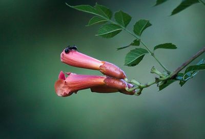 Trumpet Creeper