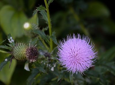 Wavyleafed Thistle