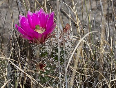 Texas Prickly Pear