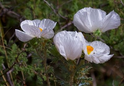 Poppy Family