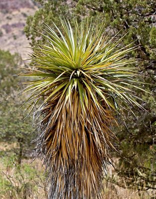 Sierra Madre Yucca