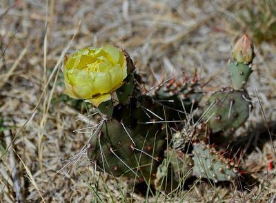 Brown-spined Prickly Pear