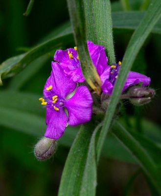Prairie Spiderwort