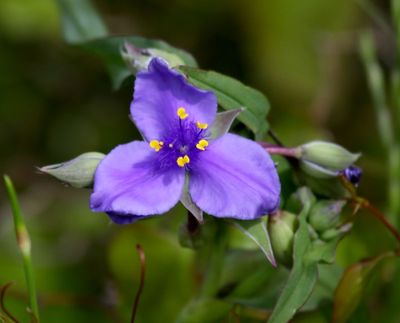 Prairie Spiderwort