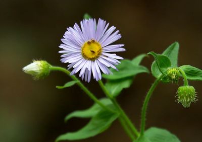 Aspen Fleabane