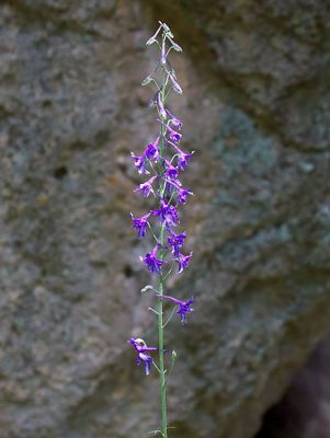 Sierra Larkspur