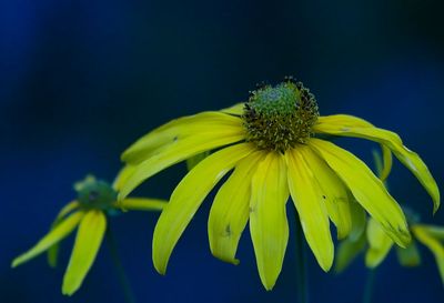 Cutleaf Coneflower