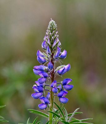 Legumes