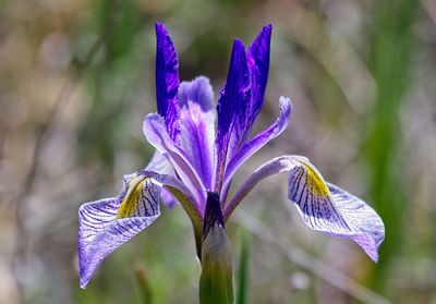 Irises