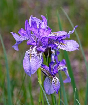 Western Blue Flag