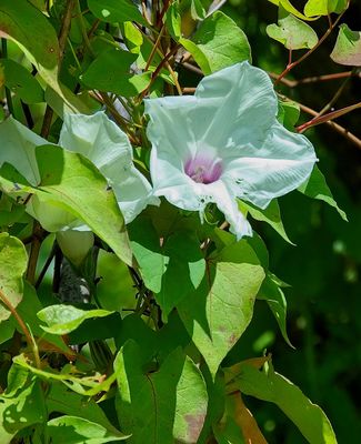 Wild Potato Vine