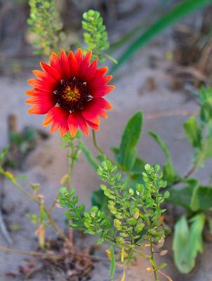 Firewheel