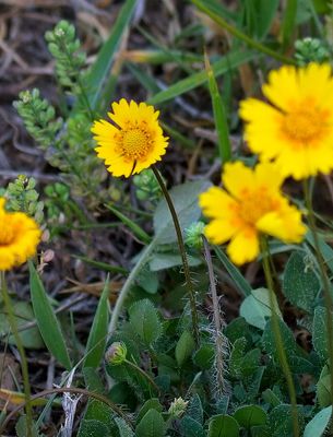 Hairy Arnica