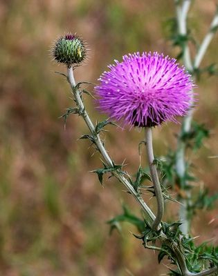 Texas Thistle